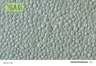 Galdieria sulphuraria