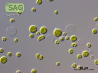Bracteacoccus bullatus