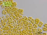 Gloeochrysis apyrenigera