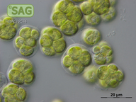 Pleurochloris meiringensis
