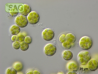 Pleurochloris meiringensis