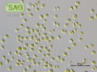 Xerochlorella dichotoma