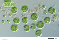Gloeochaete wittrockiana