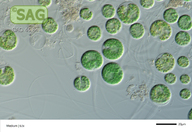 Gloeochaete wittrockiana