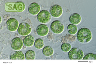 Gloeochaete wittrockiana