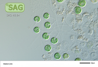 Gloeochaete wittrockiana