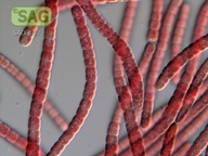 Oscillatoria cf. corallinae