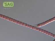 Oscillatoria cf. corallinae