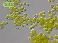 Heterococcus viridis
