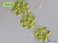 Coelastrum sphaericum