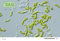 Mesotaenium pyrenoidosum