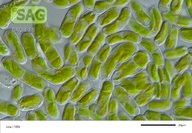 Mesotaenium pyrenoidosum