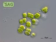 Prasiococcus calcarius
