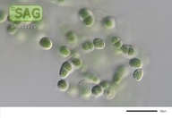 Chroodactylon ornatum