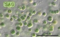 Chroodactylon ornatum