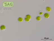 Chlamydomonas hydra