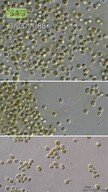 Diplosphaera chodatii
