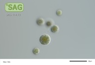 Porphyridium sordidum