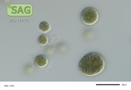Porphyridium sordidum