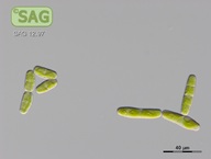 Mesotaenium endlicherianum