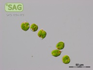 Euglena viridis