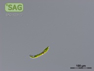 Euglena limnophila
