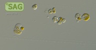 Prymnesium parvum