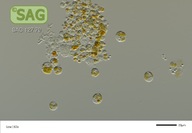 Prymnesium parvum
