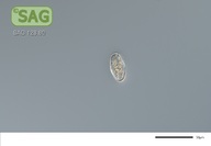 Staurodesmus convergens