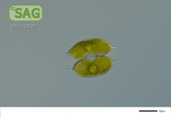 Staurodesmus convergens