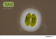 Staurodesmus convergens