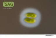 Staurodesmus convergens