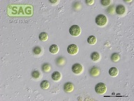 Glaucosphaera vacuolata
