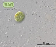 Glaucosphaera vacuolata