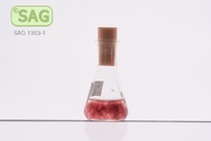 Bonnemaisonia hamifera