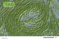 Calothrix anomala