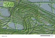 Calothrix anomala