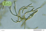 Tolypothrix distorta