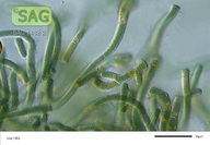 Tolypothrix distorta