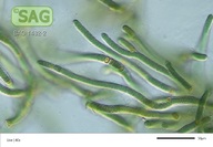 Tolypothrix distorta