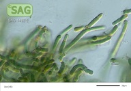 Tolypothrix distorta