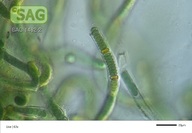 Tolypothrix distorta