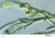 Tolypothrix distorta