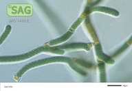 Tolypothrix distorta