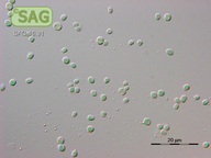Cyanidium caldarium