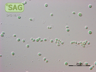 Cyanidium caldarium