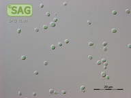 Cyanidium caldarium