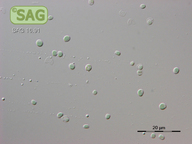 Cyanidium caldarium