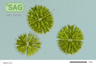 Micrasterias fimbriata