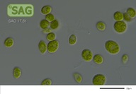 Neodesmus danubiales